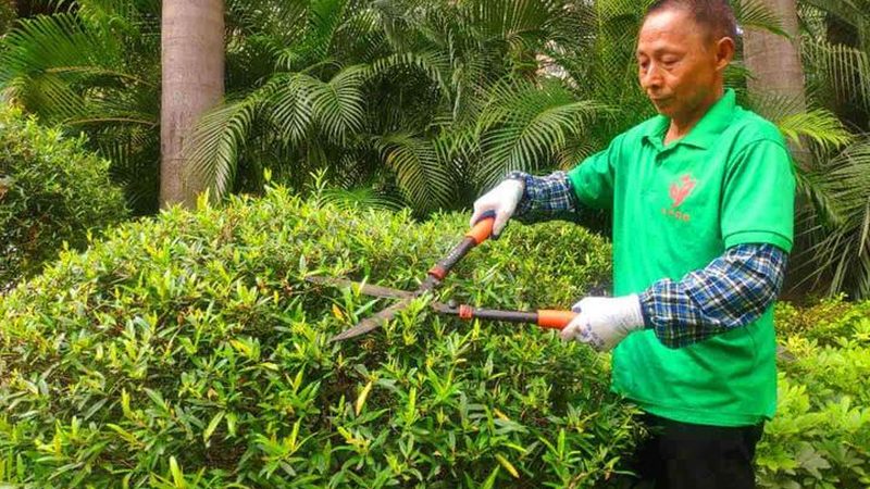 办公楼垂直绿化维护成本，你了解多少？**