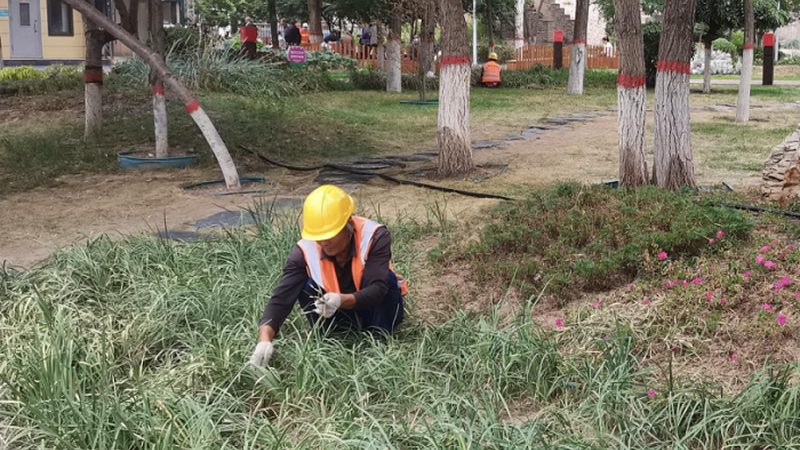 城市道路绿化设计：资质要求解析**