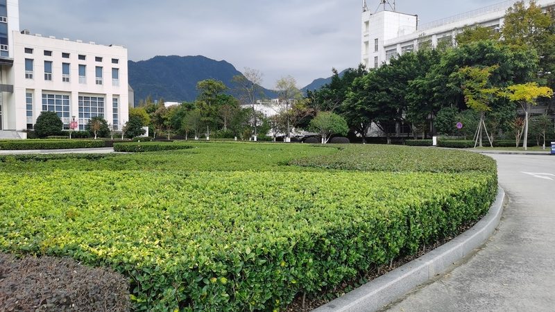 苗木种植人工费：揭秘影响报价的关键因素**