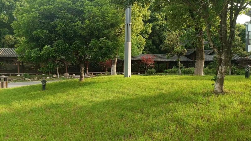 苗木种植技术视频教程：掌握关键步骤，提升成活率**